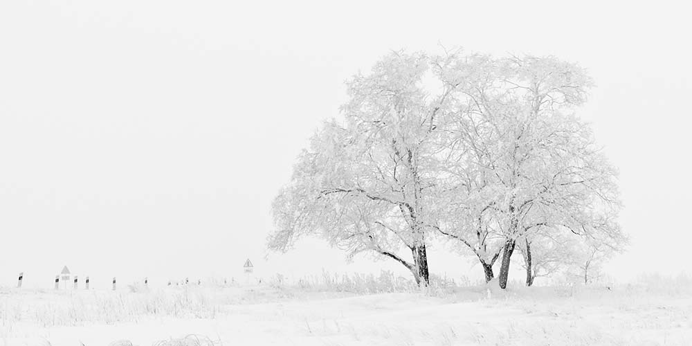 tree in a snow covered field